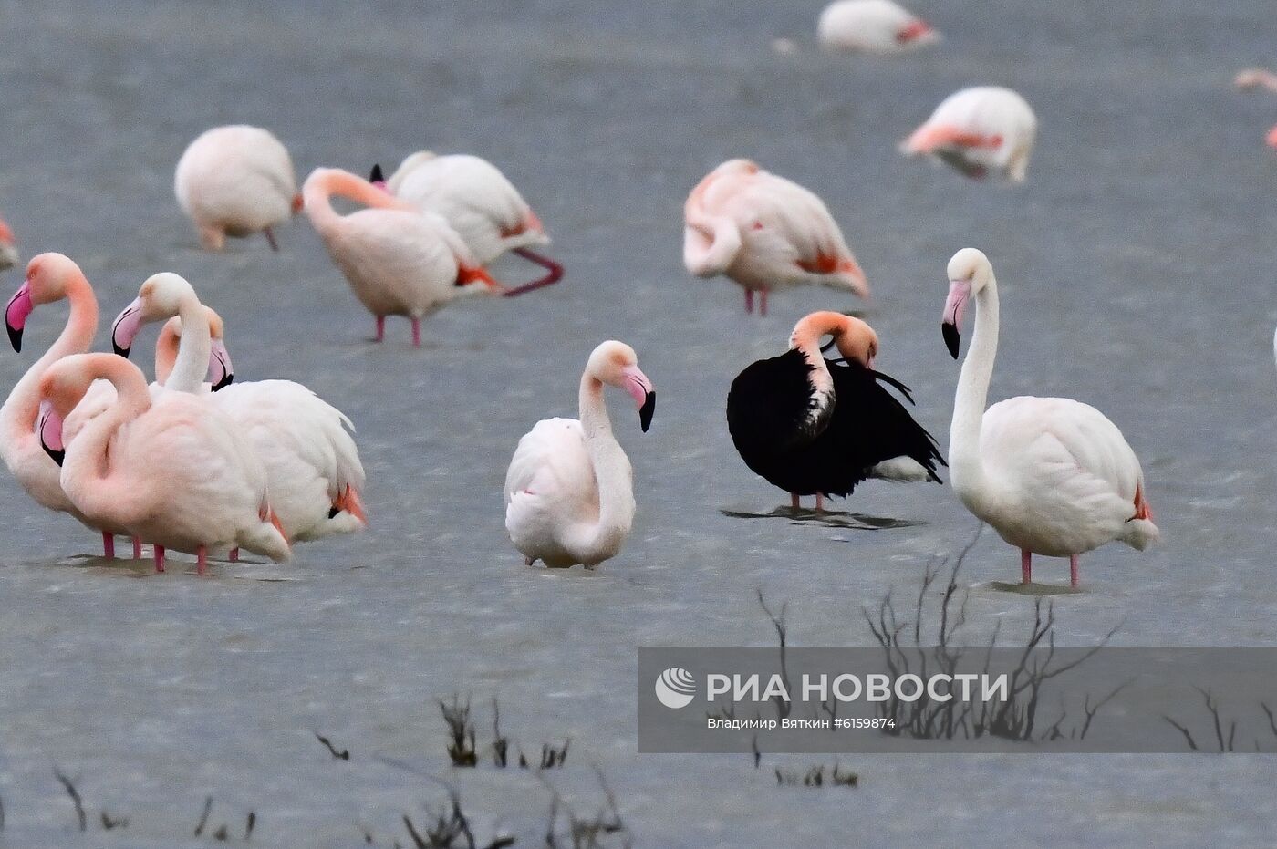 Зимовка розовых фламинго на Кипре