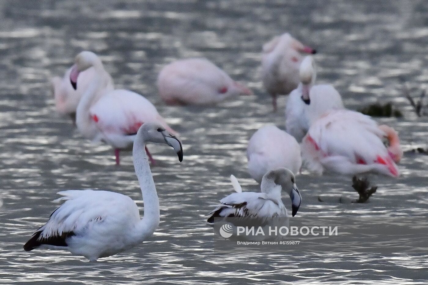 Зимовка розовых фламинго на Кипре