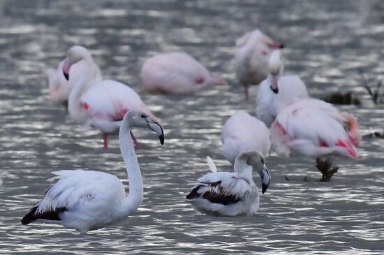 Зимовка розовых фламинго на Кипре