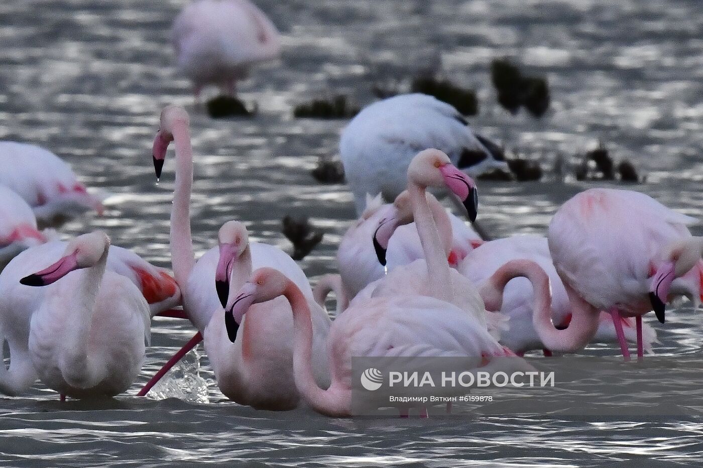 Зимовка розовых фламинго на Кипре