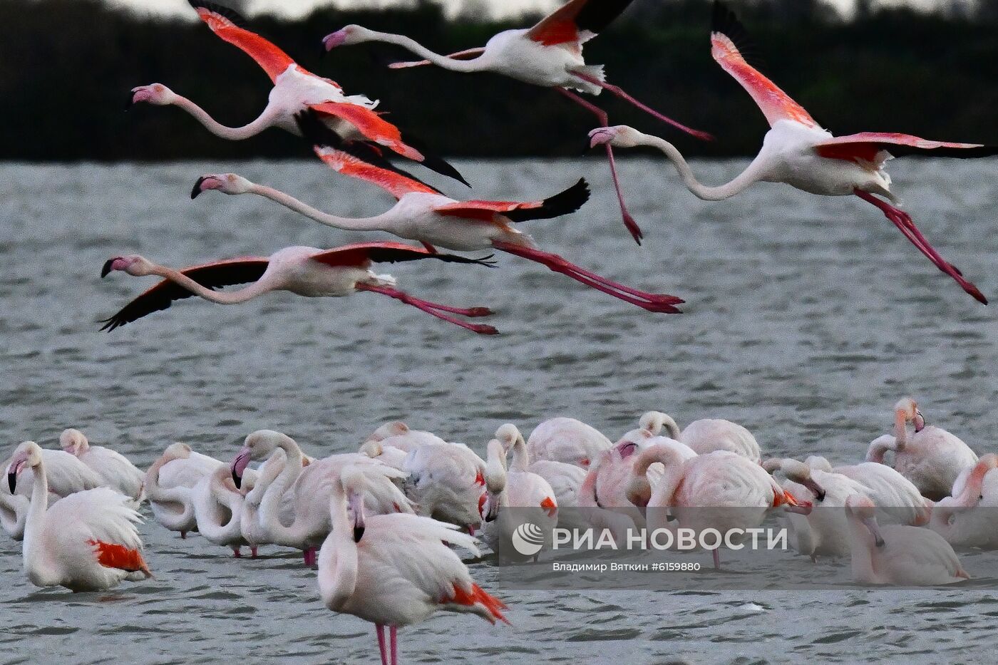 Зимовка розовых фламинго на Кипре