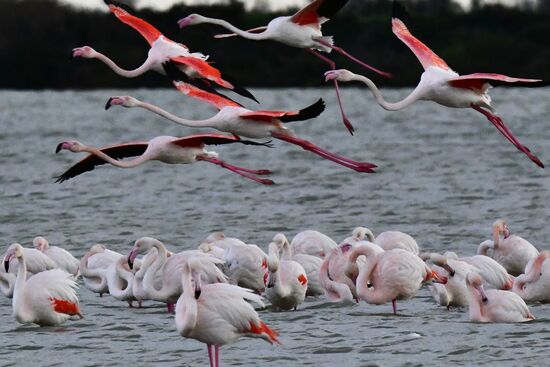 Зимовка розовых фламинго на Кипре