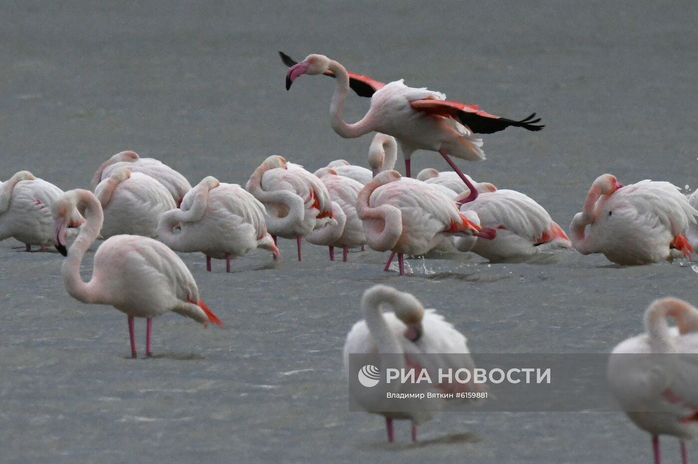 Зимовка розовых фламинго на Кипре