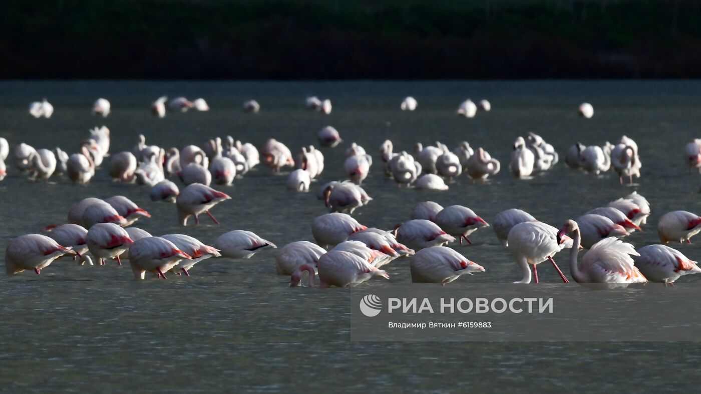 Зимовка розовых фламинго на Кипре