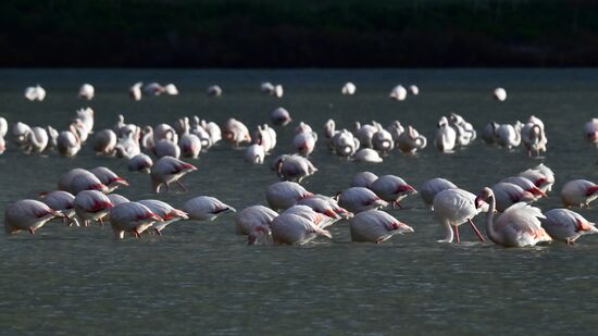 Зимовка розовых фламинго на Кипре