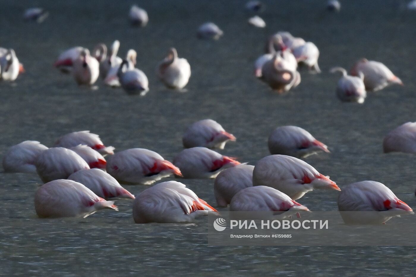 Зимовка розовых фламинго на Кипре
