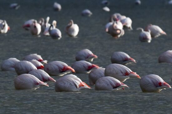 Зимовка розовых фламинго на Кипре