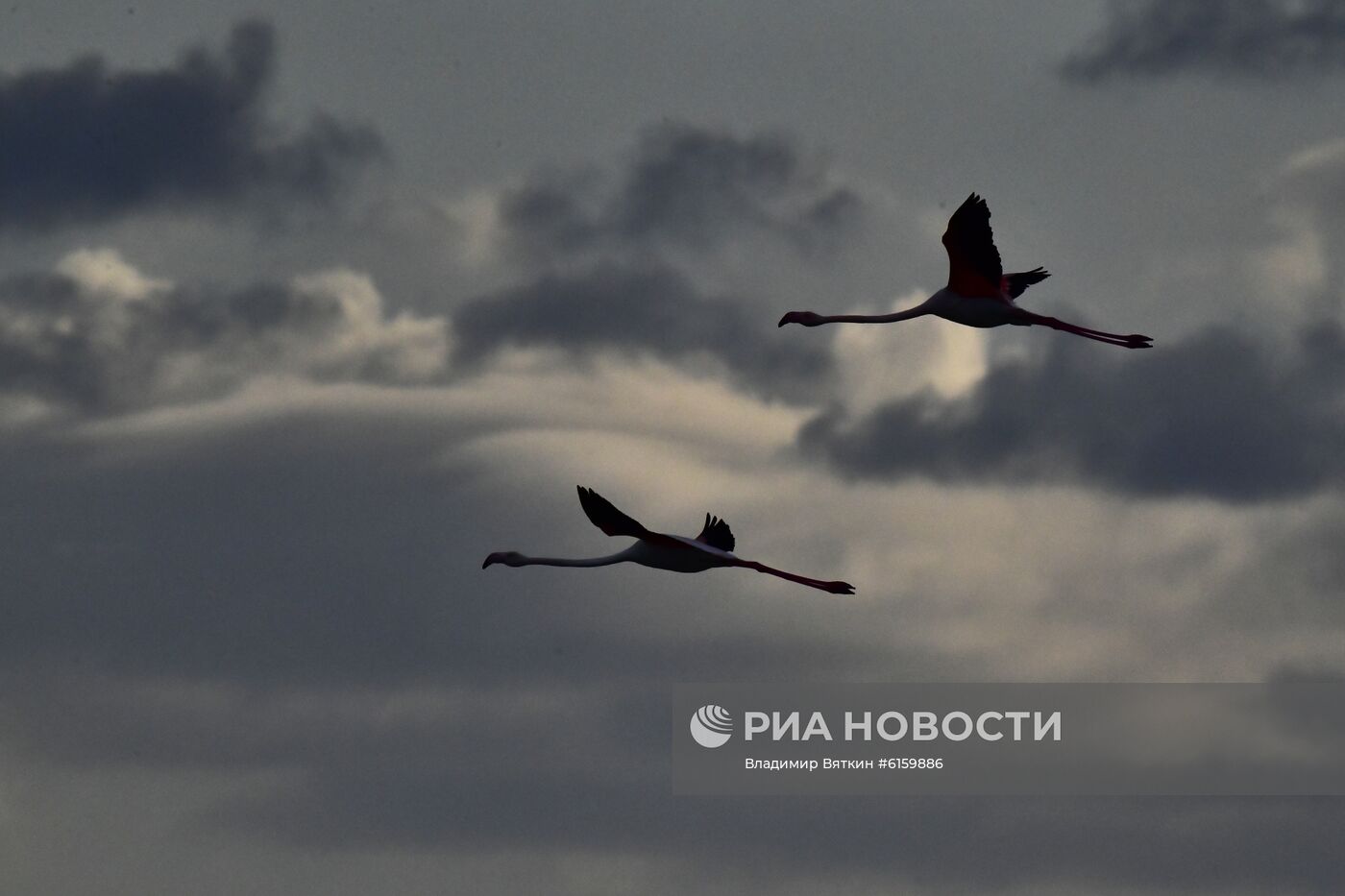 Зимовка розовых фламинго на Кипре