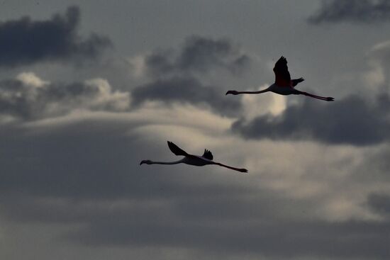Зимовка розовых фламинго на Кипре