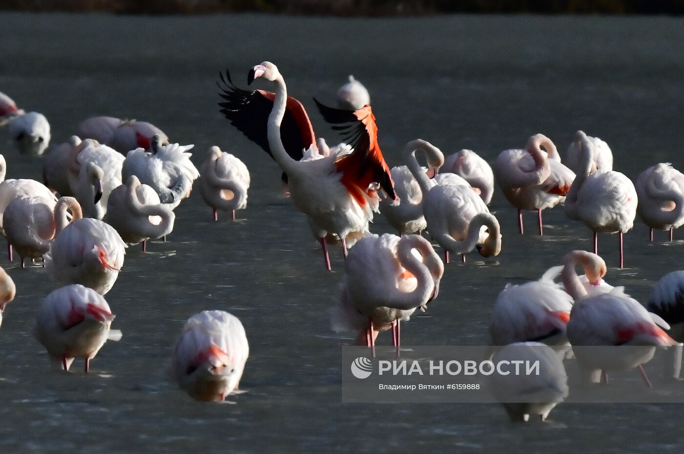 Зимовка розовых фламинго на Кипре