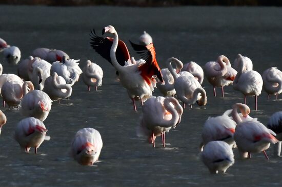 Зимовка розовых фламинго на Кипре