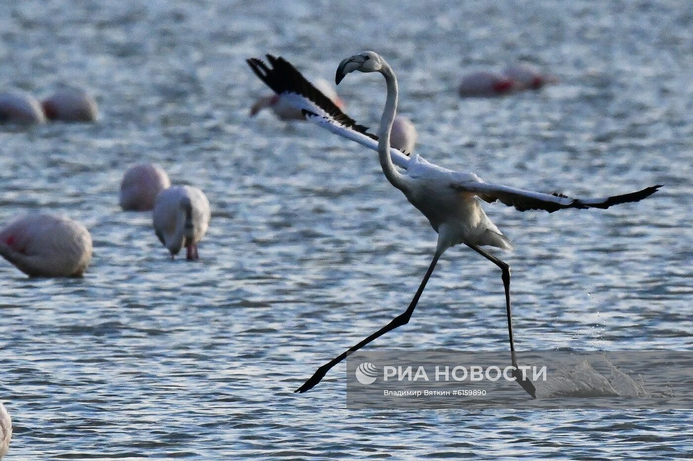 Зимовка розовых фламинго на Кипре