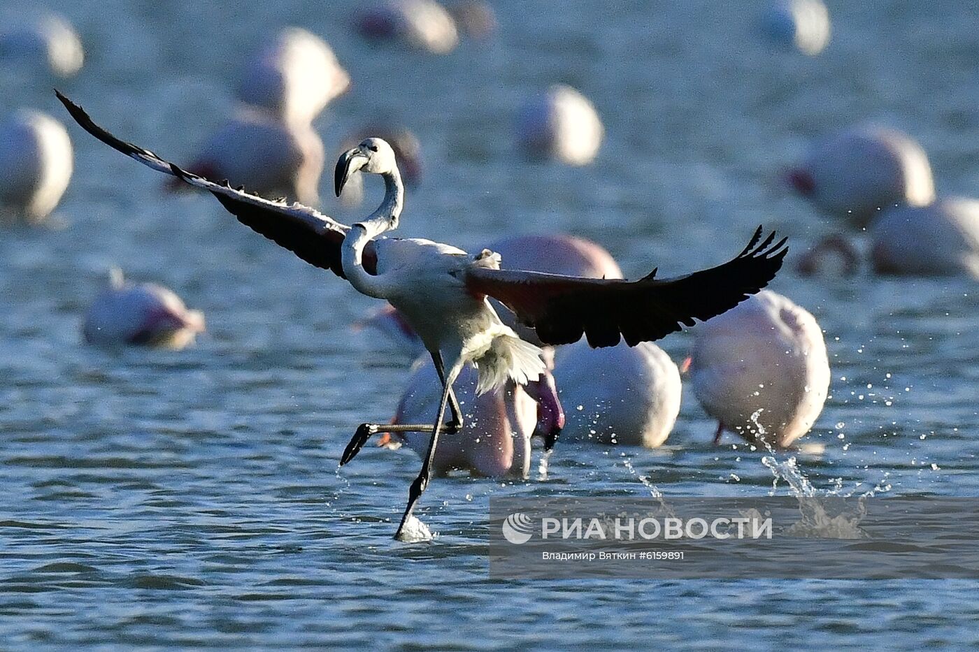 Зимовка розовых фламинго на Кипре