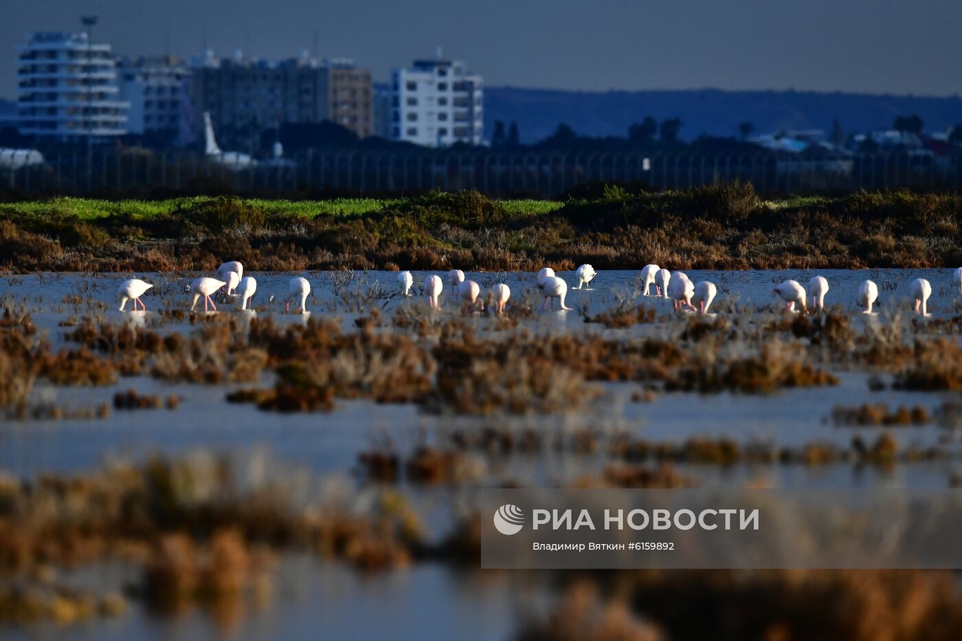 Зимовка розовых фламинго на Кипре