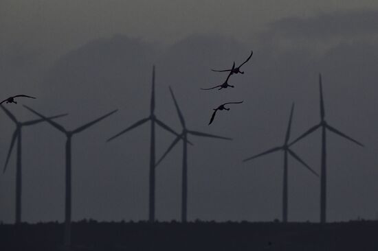 Зимовка розовых фламинго на Кипре