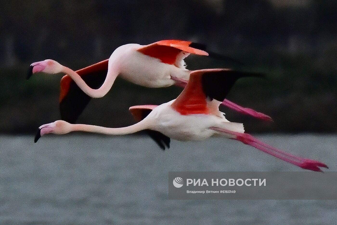 Зимовка розовых фламинго на Кипре