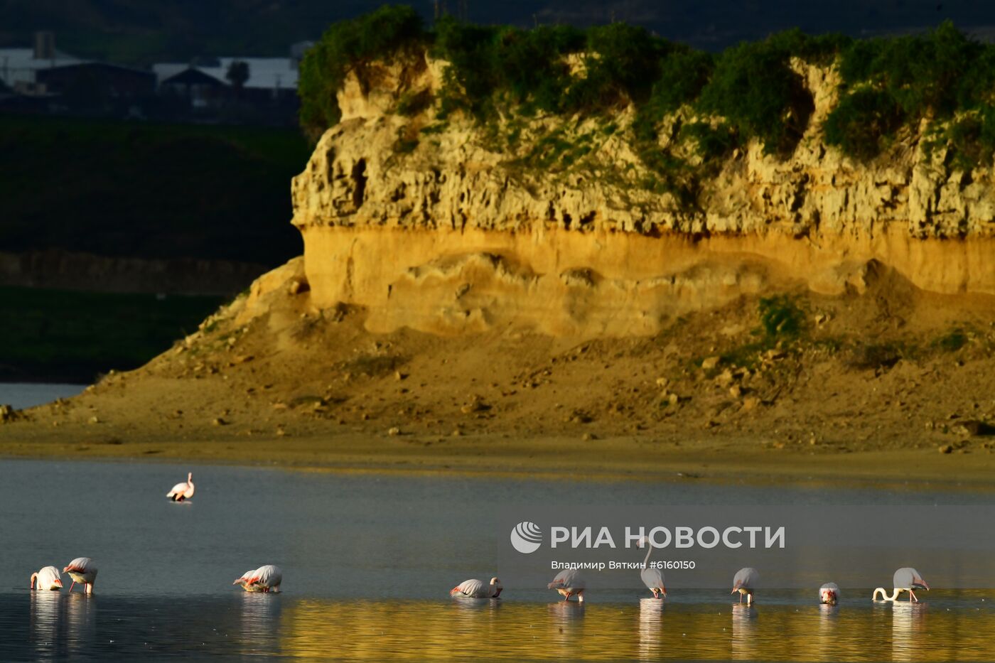 Зимовка розовых фламинго на Кипре