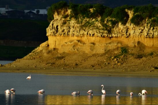 Зимовка розовых фламинго на Кипре