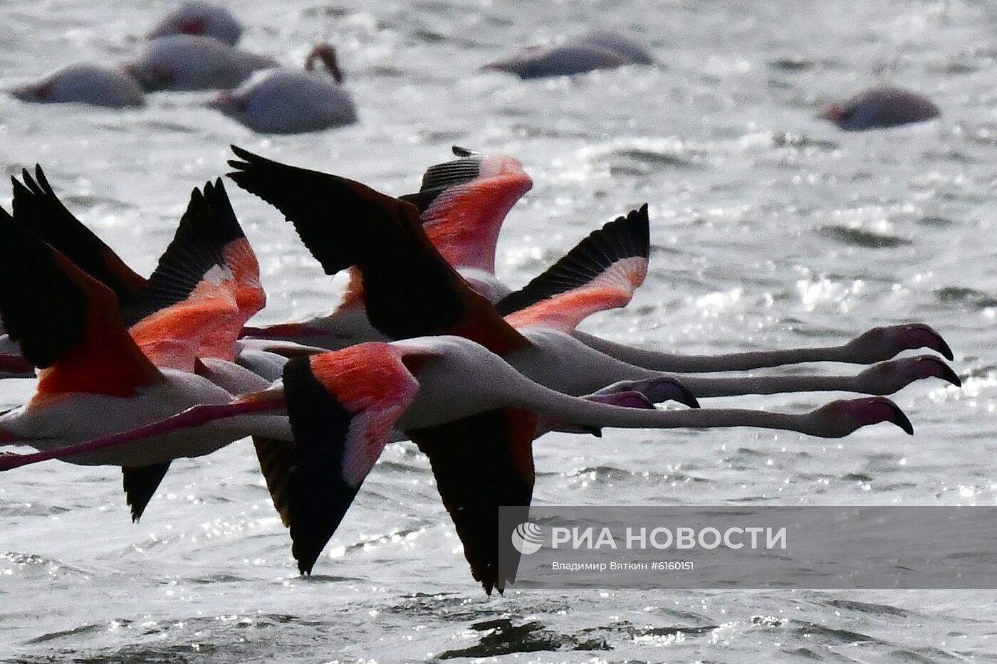 Зимовка розовых фламинго на Кипре