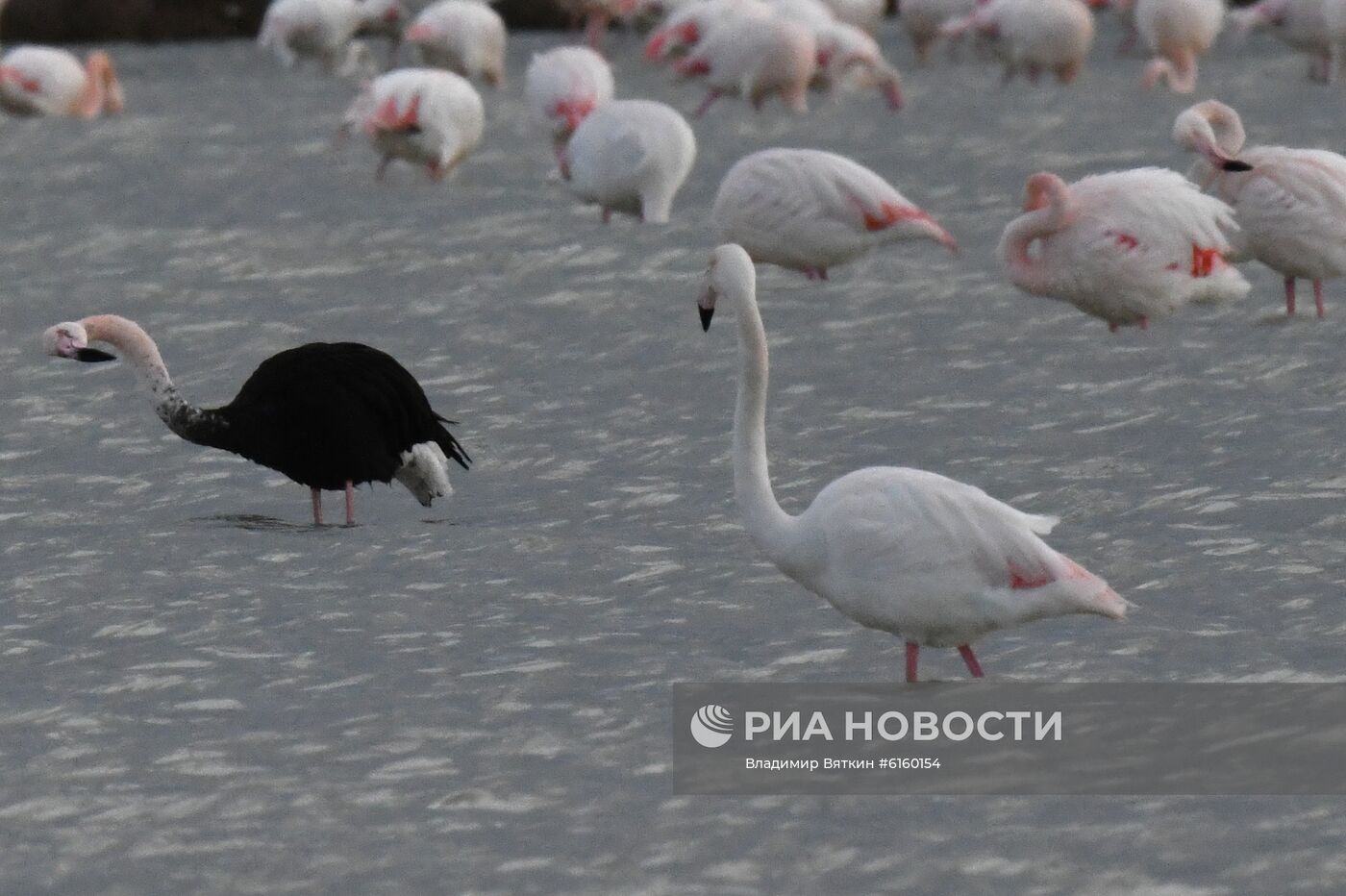 Зимовка розовых фламинго на Кипре