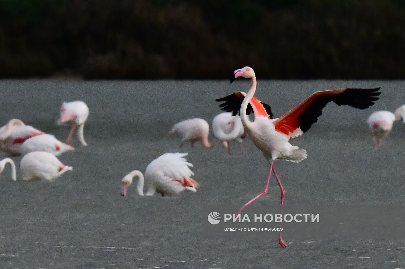 Зимовка розовых фламинго на Кипре