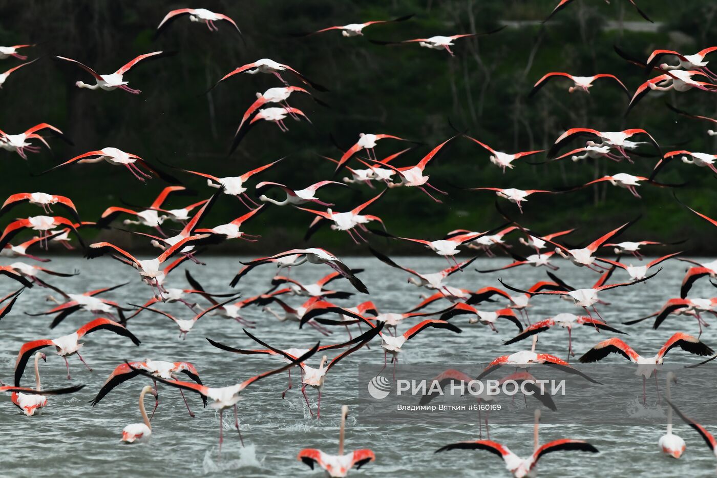Зимовка розовых фламинго на Кипре