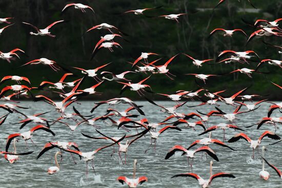 Зимовка розовых фламинго на Кипре