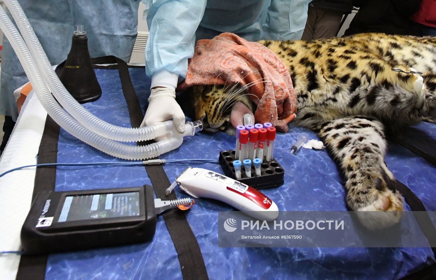 Спасенного дальневосточного леопарда из Приморья отправили в Москву на операцию