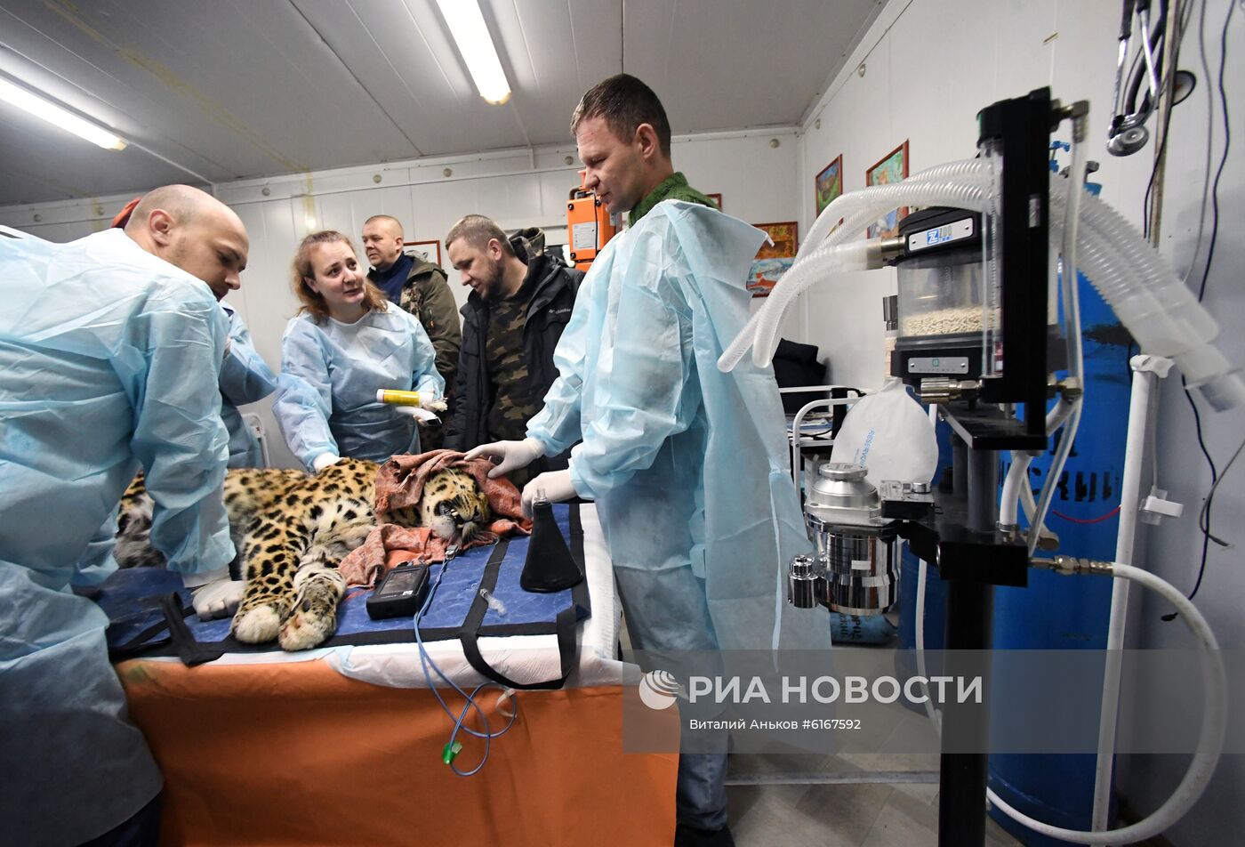 Спасенного дальневосточного леопарда из Приморья отправили в Москву на операцию