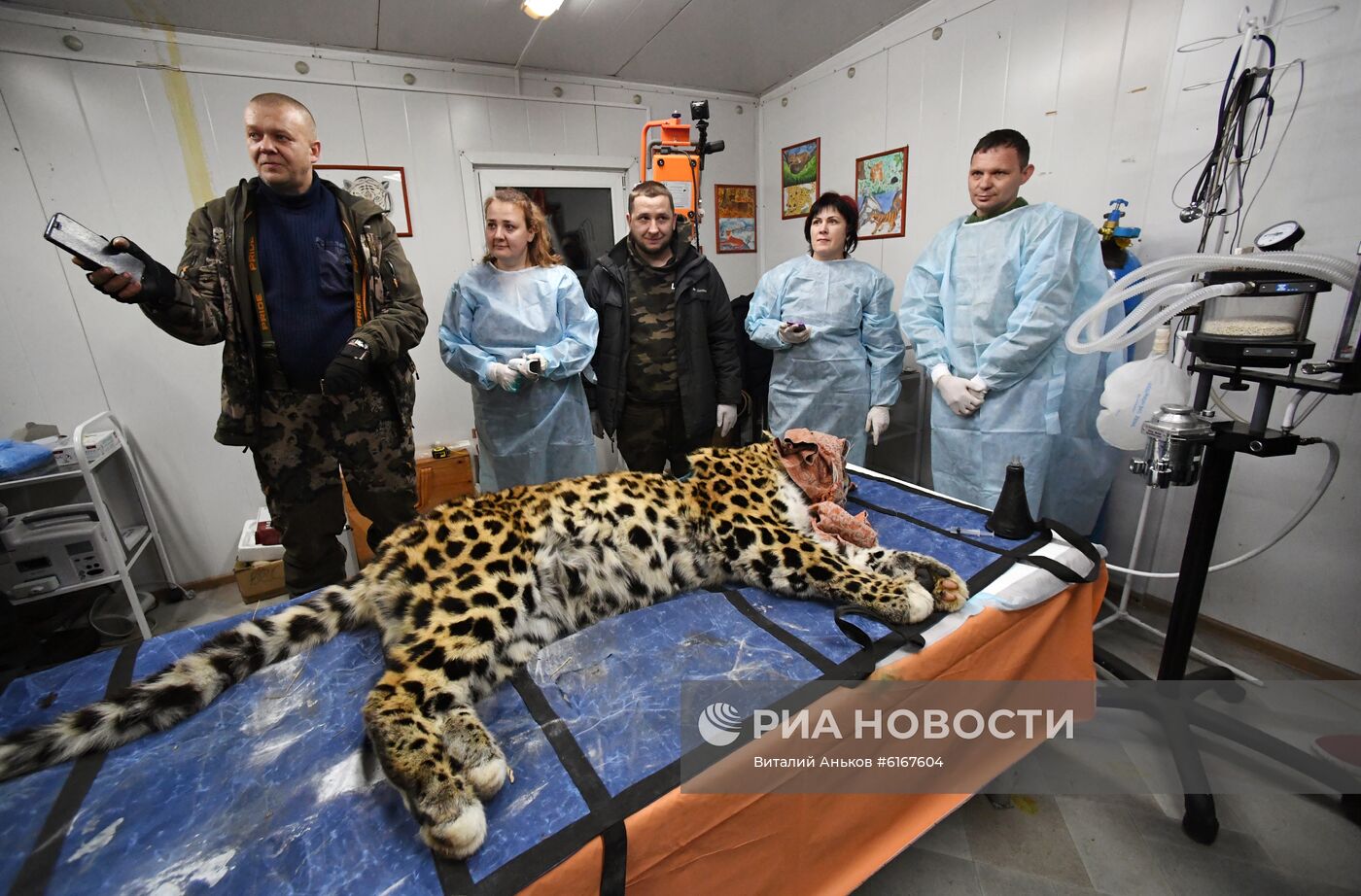 Спасенного дальневосточного леопарда из Приморья отправили в Москву на операцию