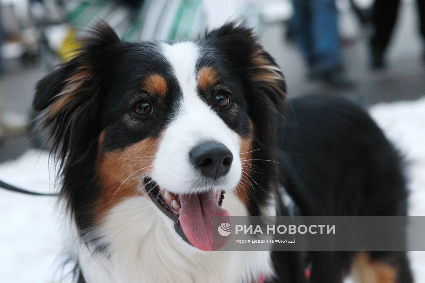 Фестиваль "Мой пес - супергерой!"