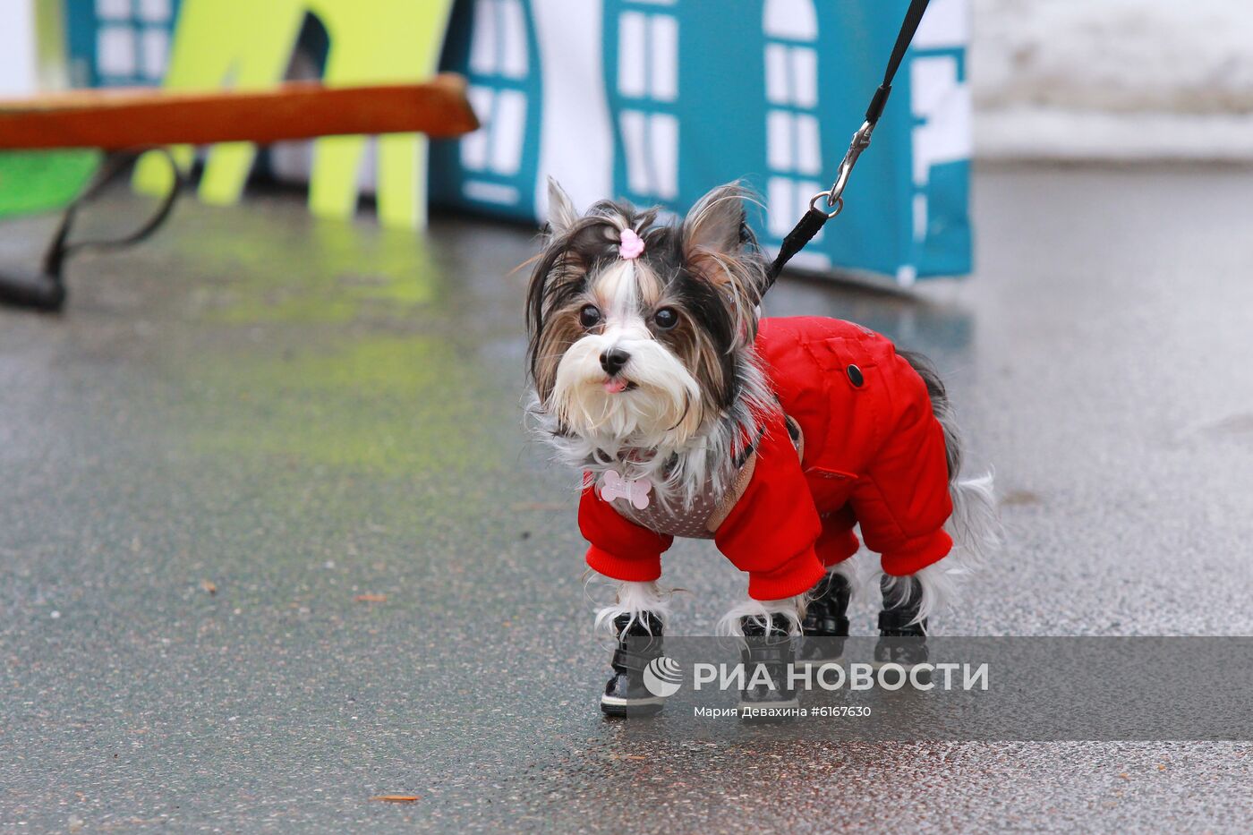 Фестиваль "Мой пес - супергерой!"