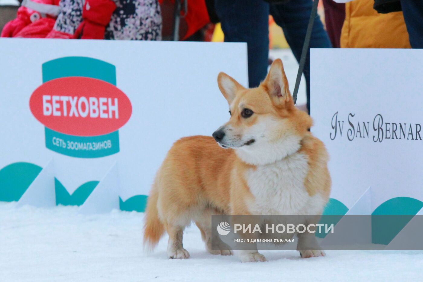 Фестиваль "Мой пес - супергерой!"