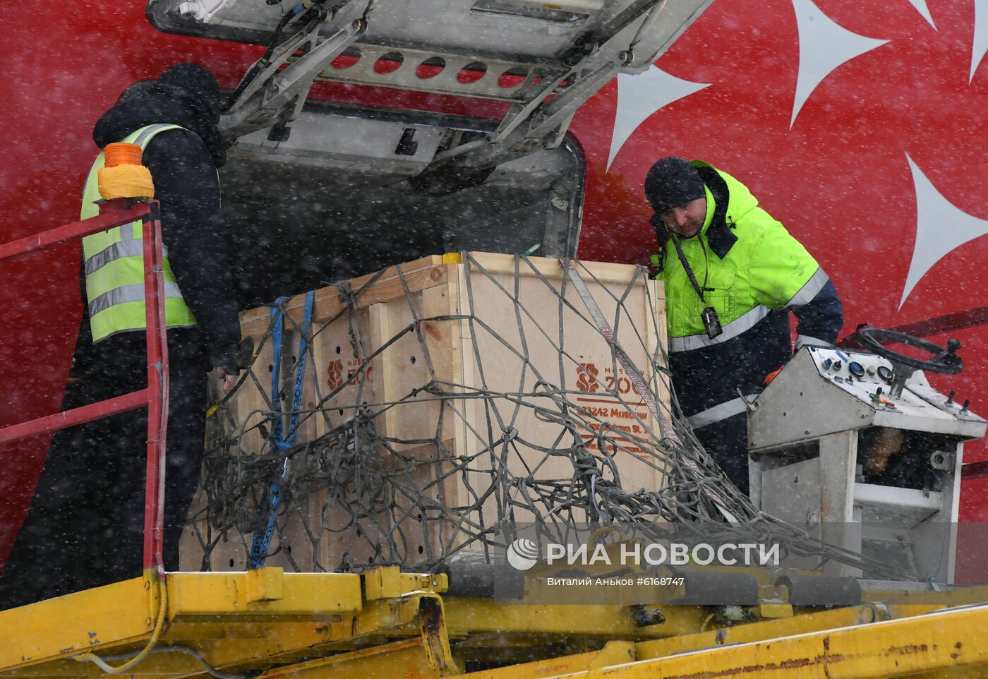 Спасенного дальневосточного леопарда из Приморья отправили в Москву на операцию