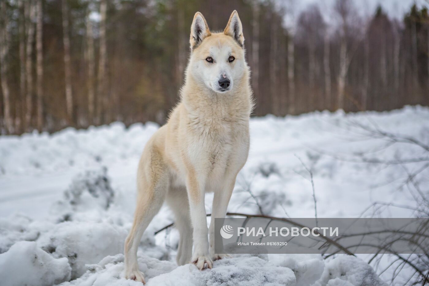 Зима в Карелии