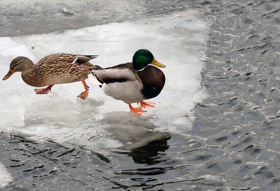 Теплая погода в Москве и Санкт-Петербурге 