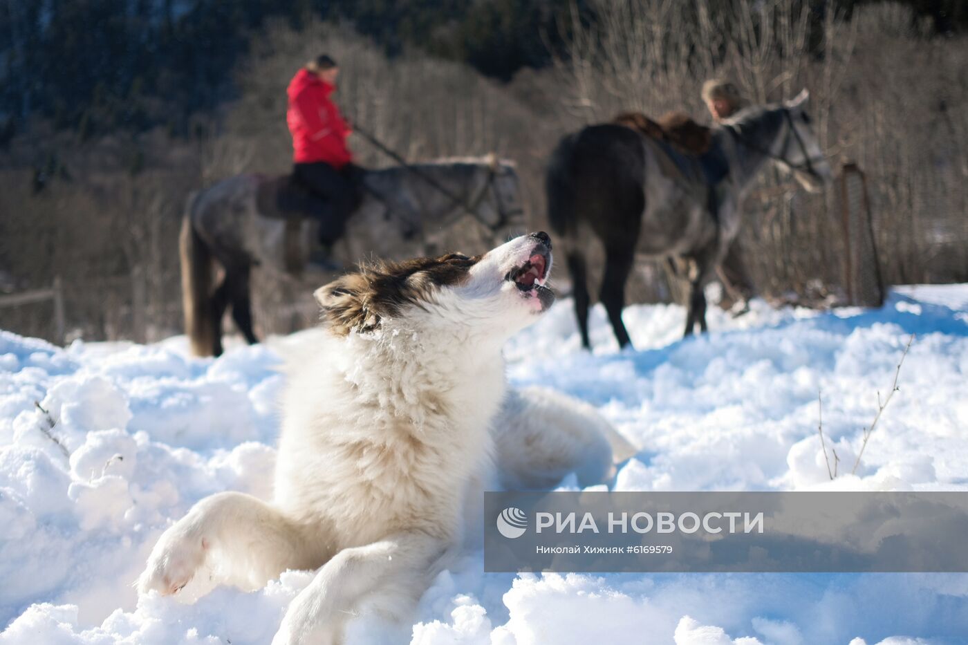 Кавказский заповедник