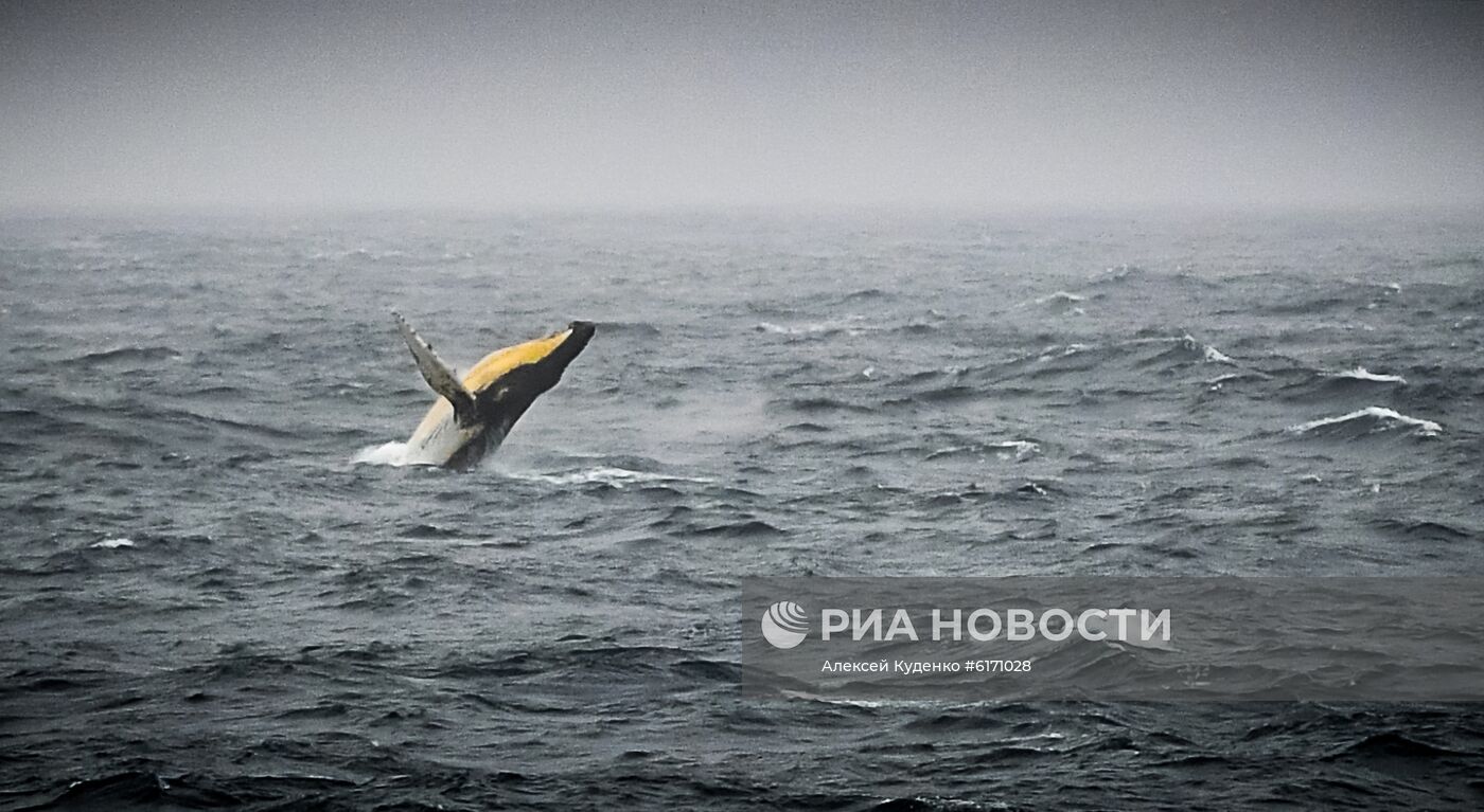 Кругосветная экспедиция на исследовательском судне "Адмирал Владимирский"