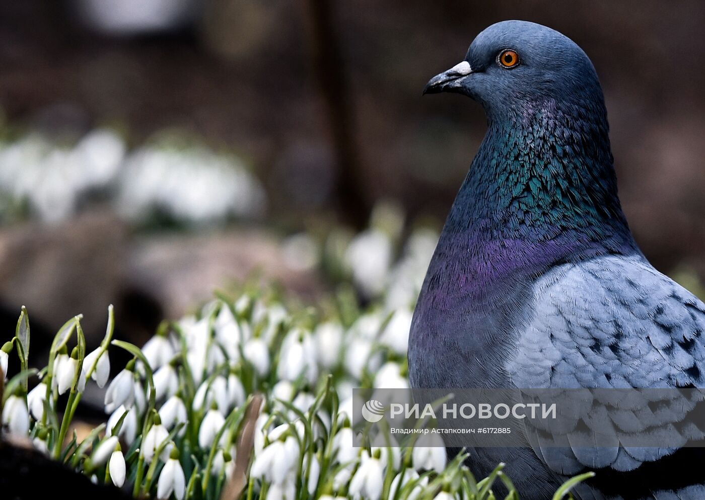 Подснежники в Москве