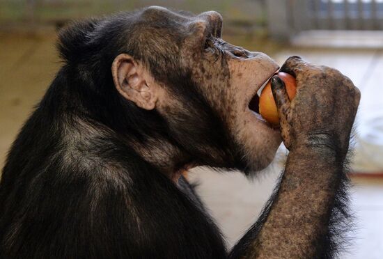 Парк флоры и фауны "Роев ручей" в Красноярске 