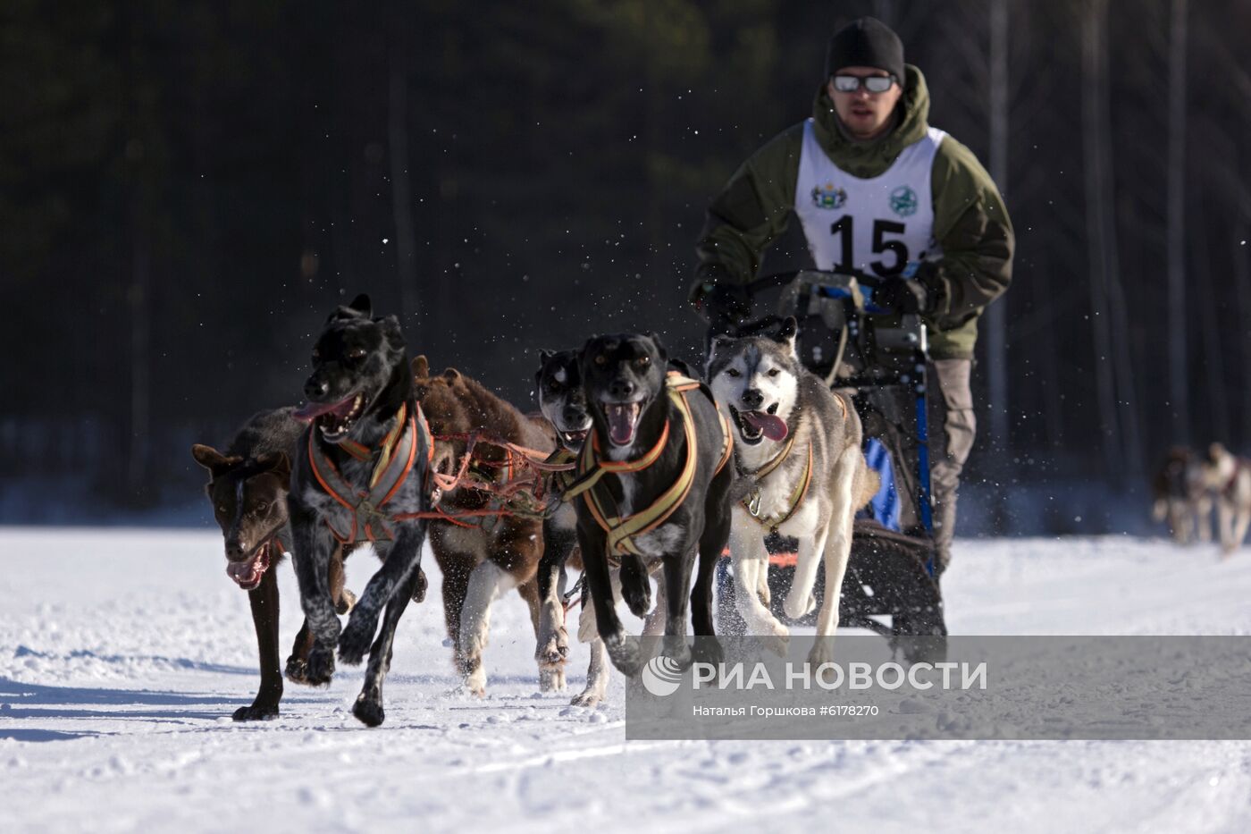 Чемпионат Тюменской области по зимним видам ездового спорта