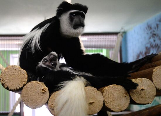 Парк флоры и фауны "Роев ручей" в Красноярске 