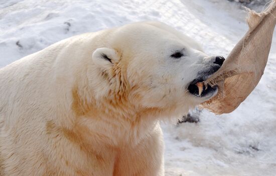 Парк флоры и фауны "Роев ручей" в Красноярске 