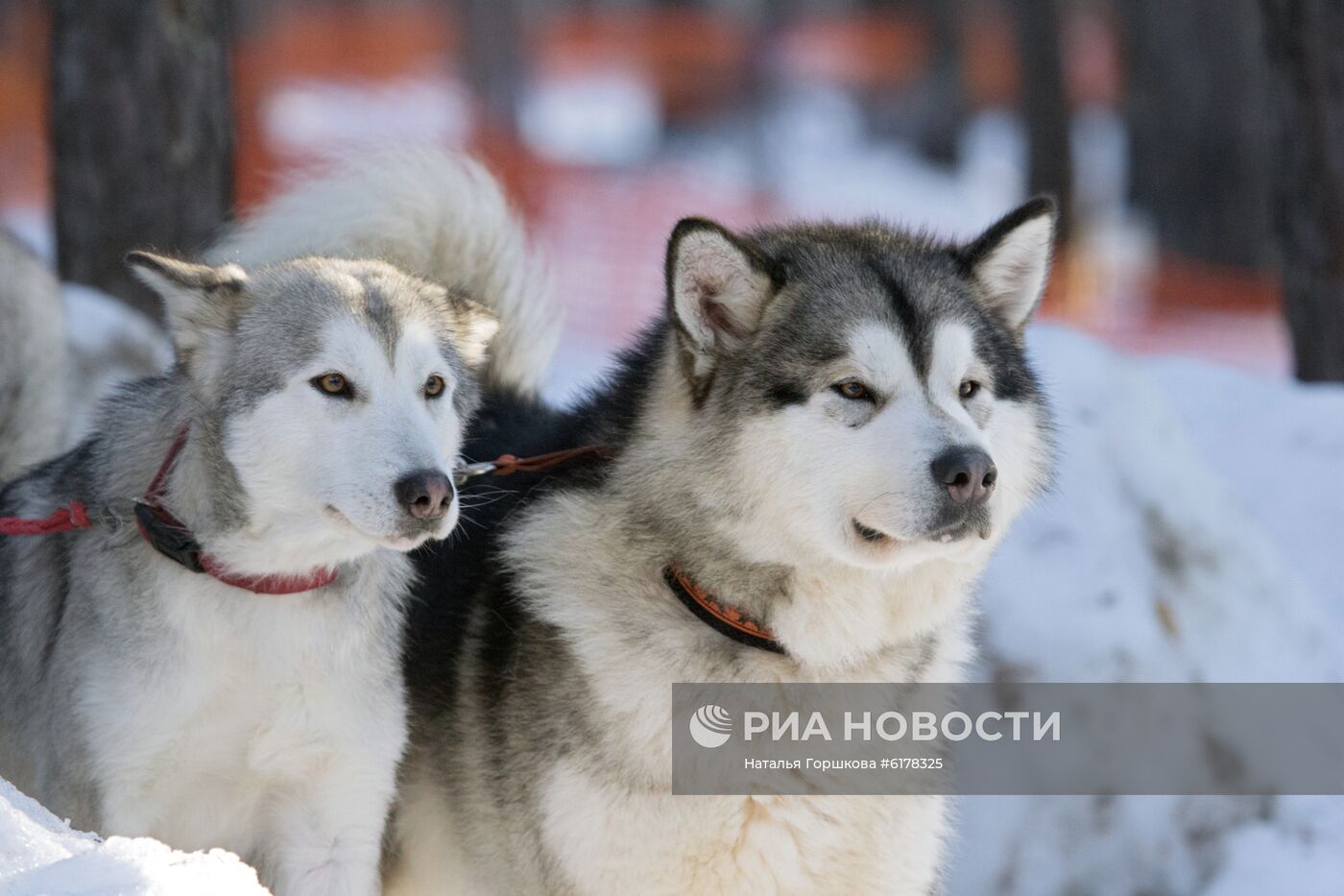 Чемпионат Тюменской области по зимним видам ездового спорта