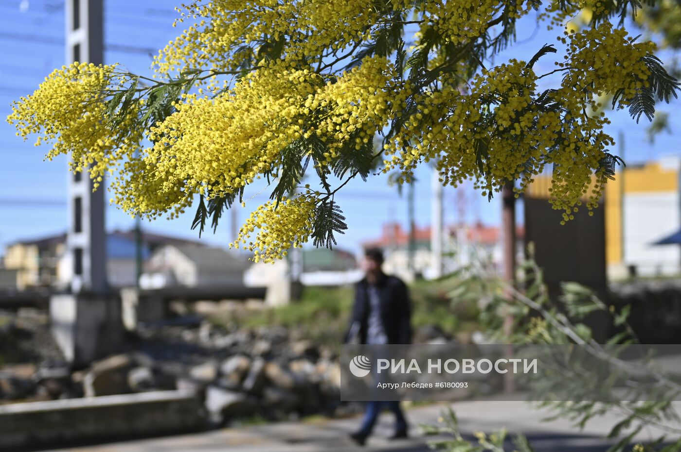 Цветение мимозы в Сочи