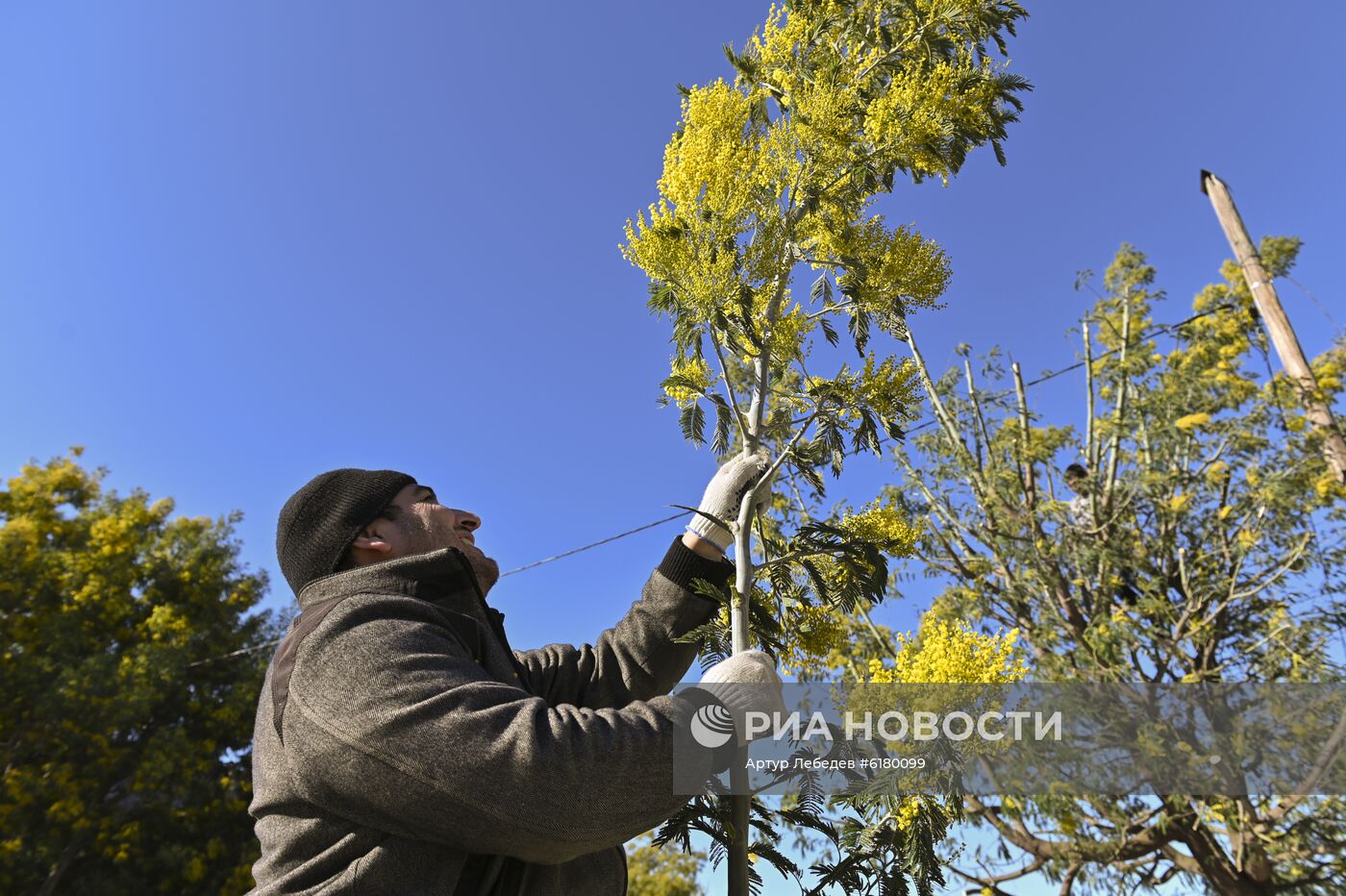 Цветение мимозы в Сочи