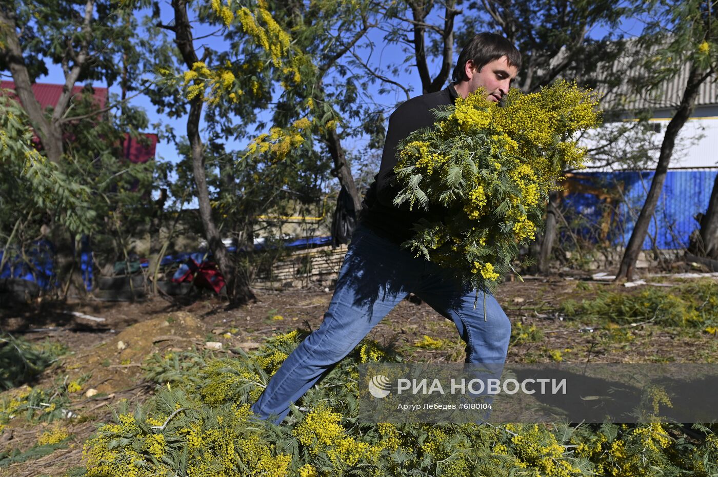 Цветение мимозы в Сочи