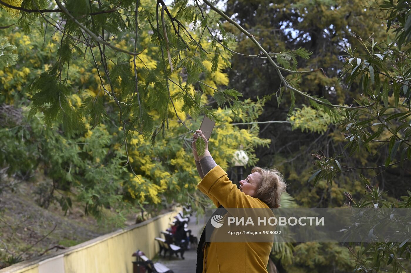 Цветение мимозы в Сочи