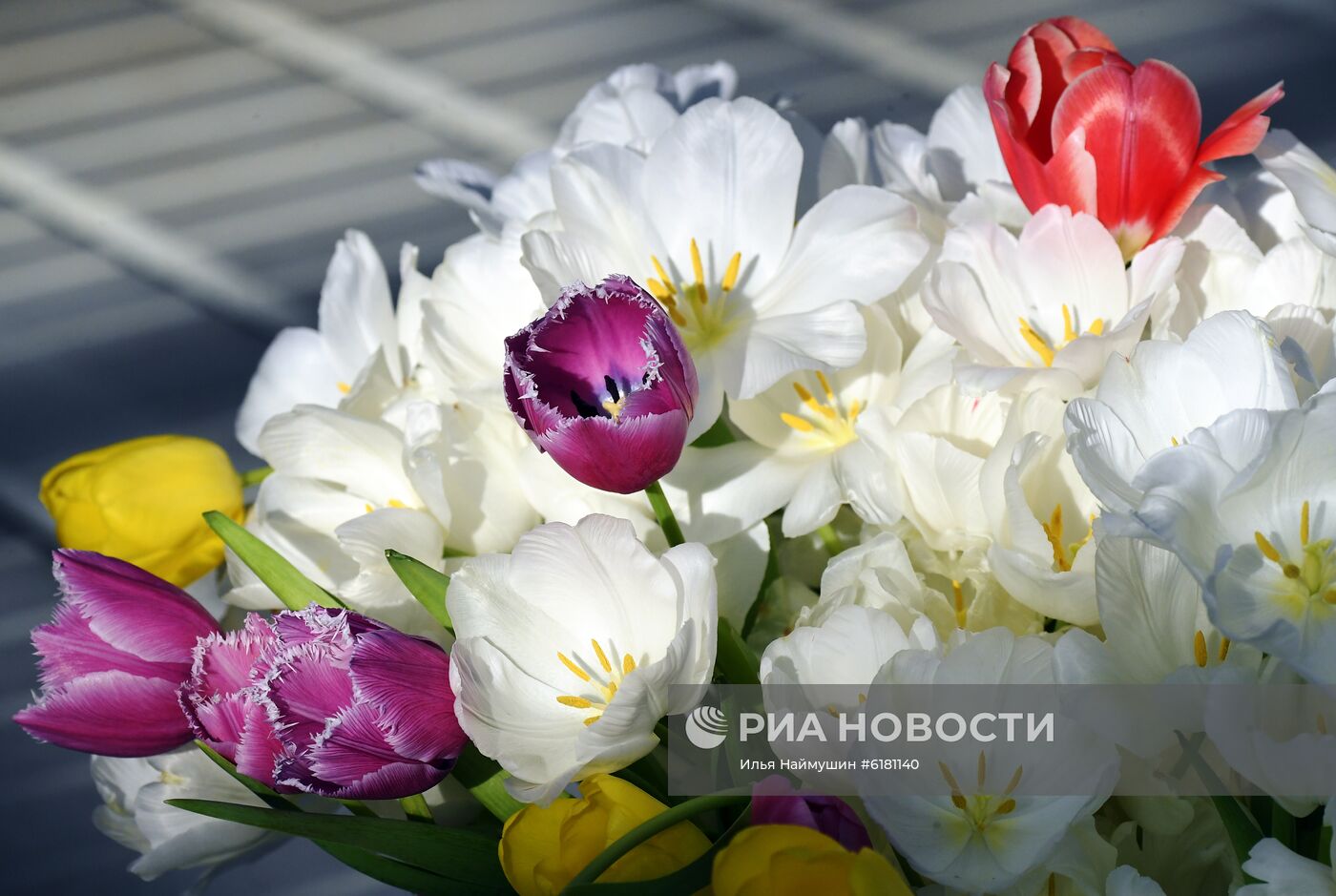 Цветы в оранжерее муниципального предприятия "УЗС" в Красноярске
