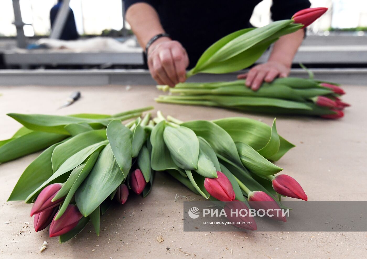 Цветы в оранжерее муниципального предприятия "УЗС" в Красноярске